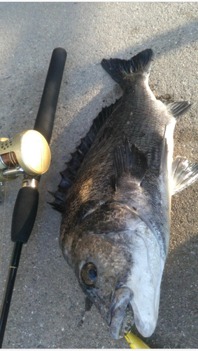 チヌの釣果