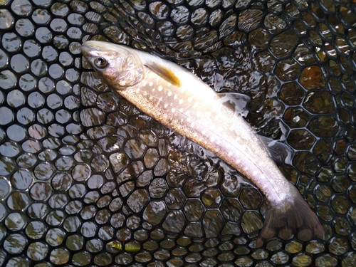 トラウトの釣果