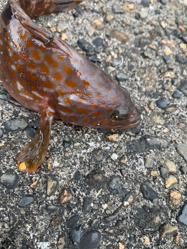 キジハタの釣果