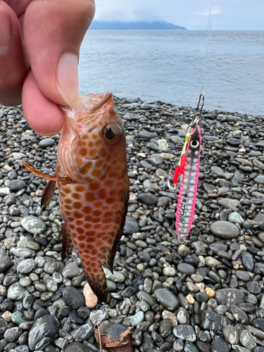 オオモンハタの釣果