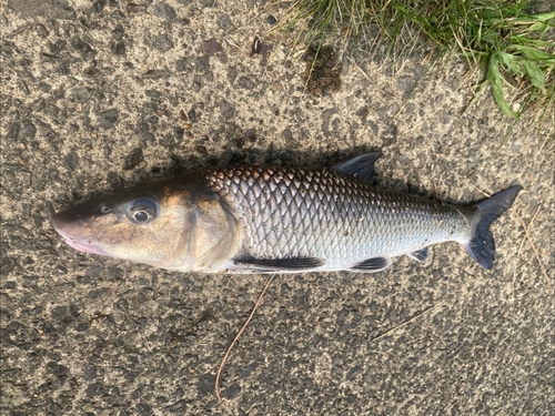 コイの釣果