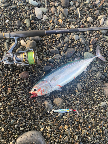 ソウダガツオの釣果