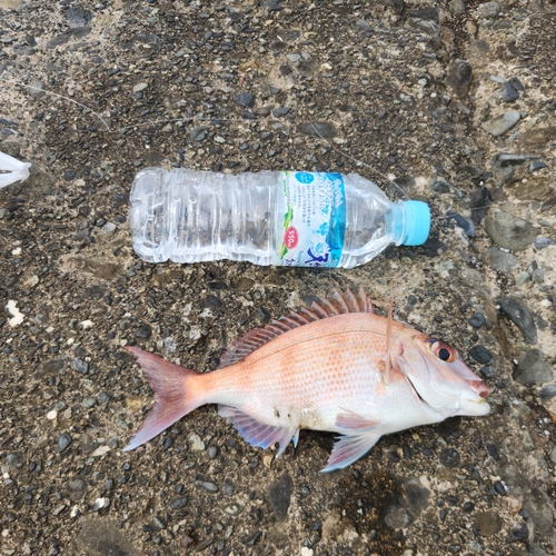 ソウダガツオの釣果