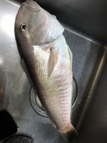 シロアマダイの釣果