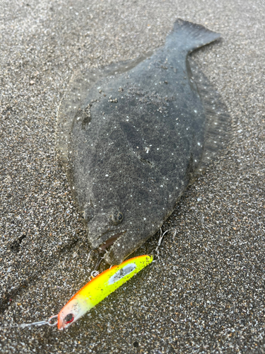 ソゲの釣果