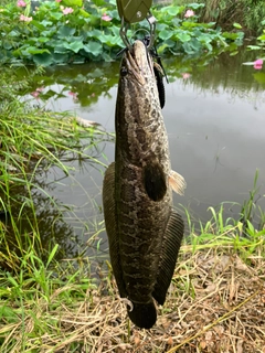 ライギョの釣果