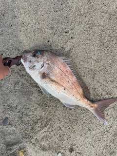 タイの釣果