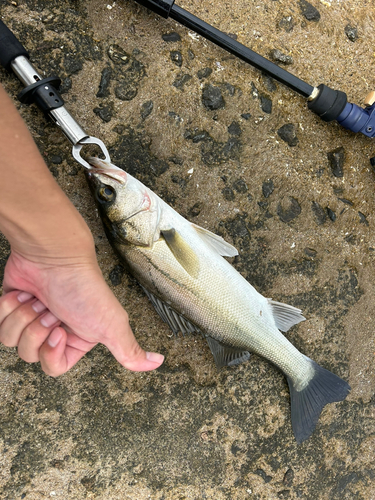 セイゴ（ヒラスズキ）の釣果