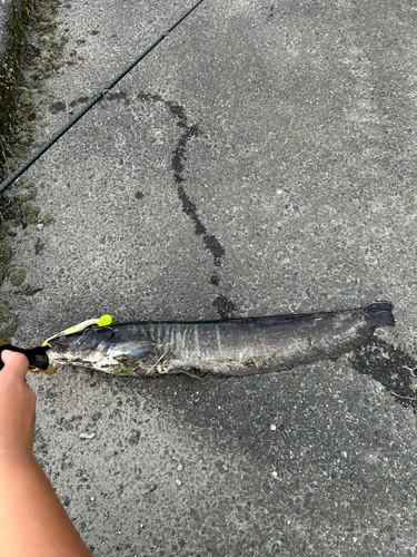 マナマズの釣果