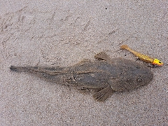 マゴチの釣果