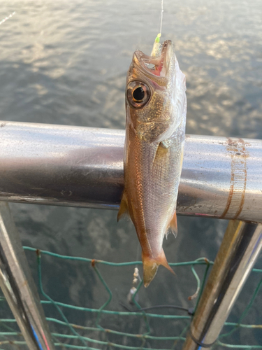 ムツの釣果