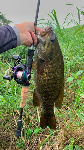 スモールマウスバスの釣果