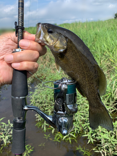 スモールマウスバスの釣果