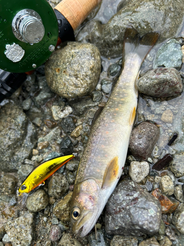 イワナの釣果