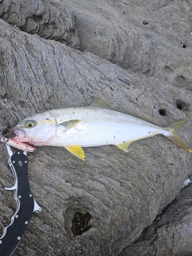 ヒラマサの釣果