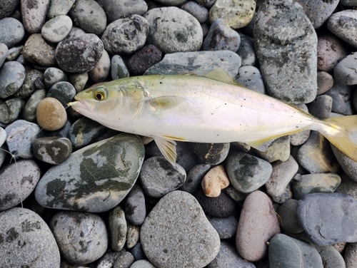 ワカシの釣果