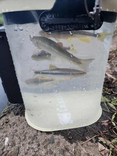 カワムツの釣果