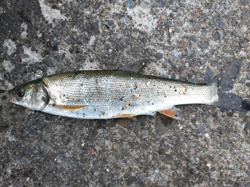 ウグイの釣果