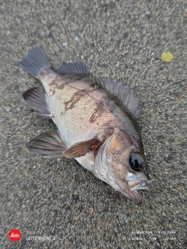 メバルの釣果