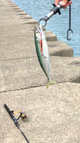 サバの釣果