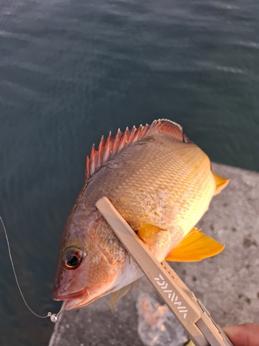 オキフエダイの釣果