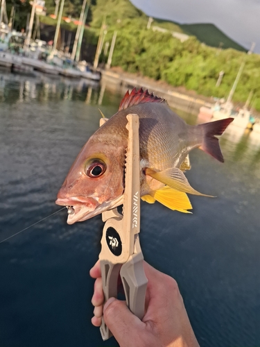 オキフエダイの釣果