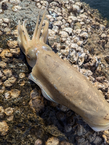 コウイカの釣果