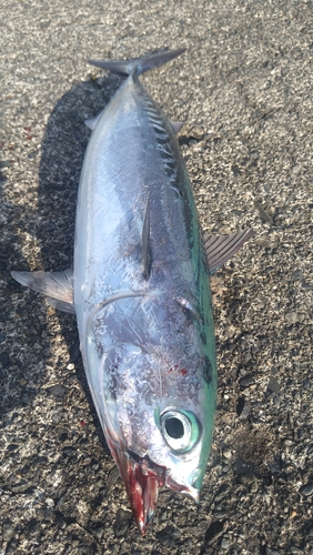 ソウダガツオの釣果