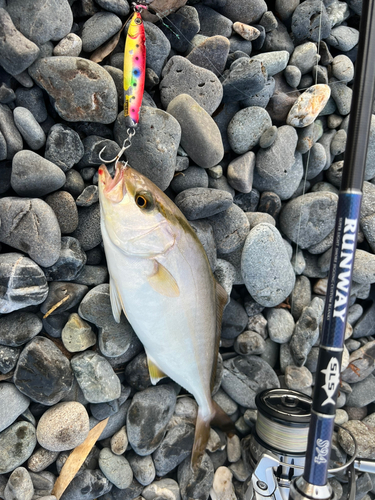 ショゴの釣果