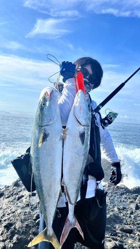 ブリの釣果