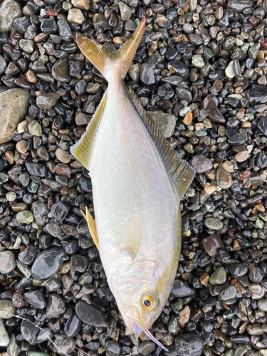 ショゴの釣果