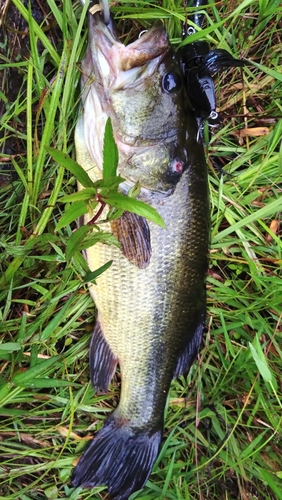 ラージマウスバスの釣果