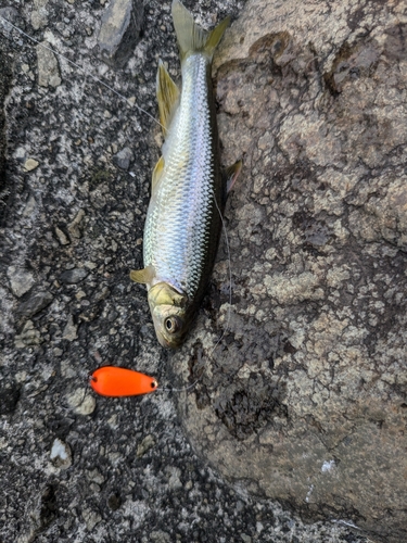 カワムツの釣果