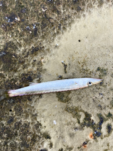 カマスの釣果