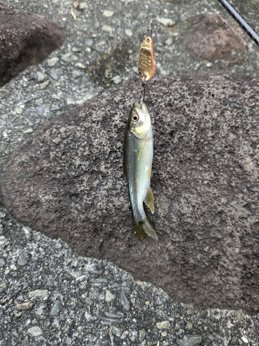 カワムツの釣果