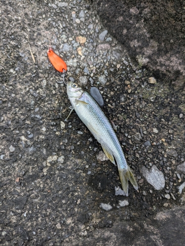 カワムツの釣果