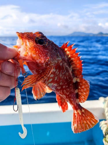 ガシラの釣果