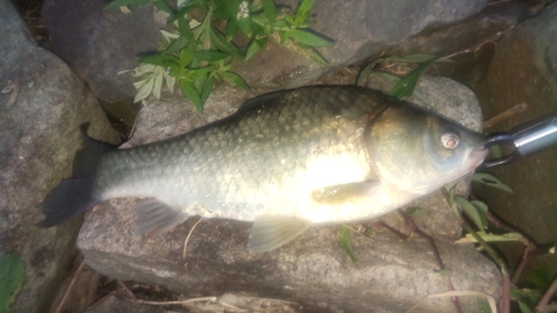 フナの釣果