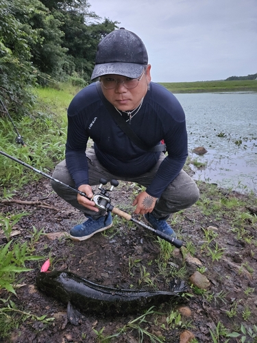 ライギョの釣果