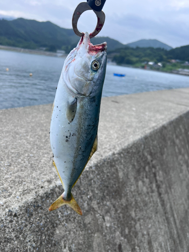 ワカシの釣果