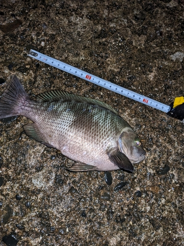 グレの釣果