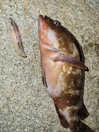 アコウの釣果