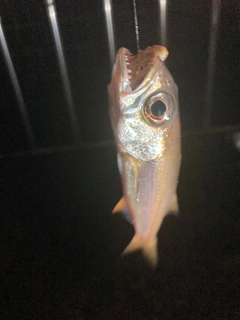 ムツの釣果