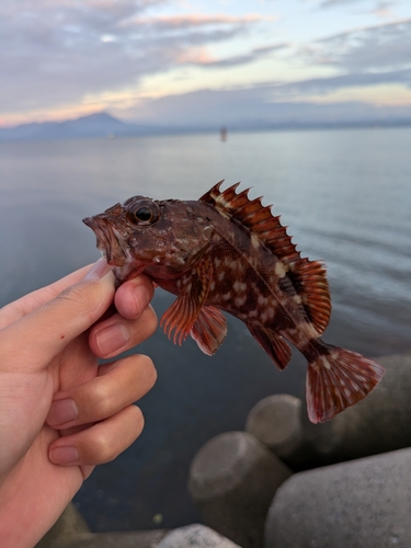 カサゴの釣果