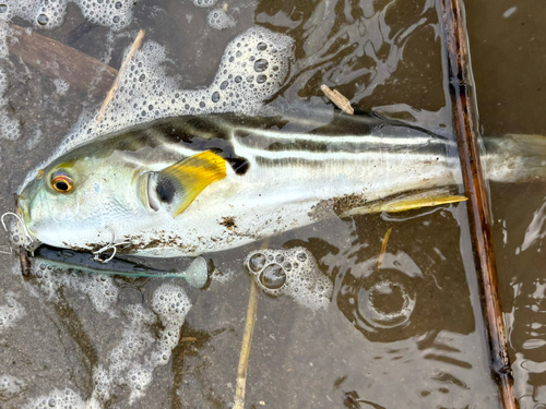 シマフグの釣果