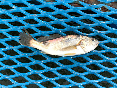 イシモチの釣果