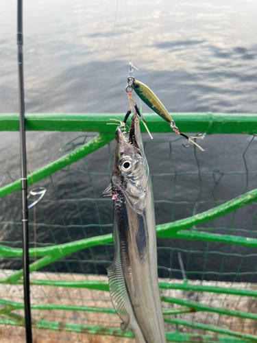 タチウオの釣果