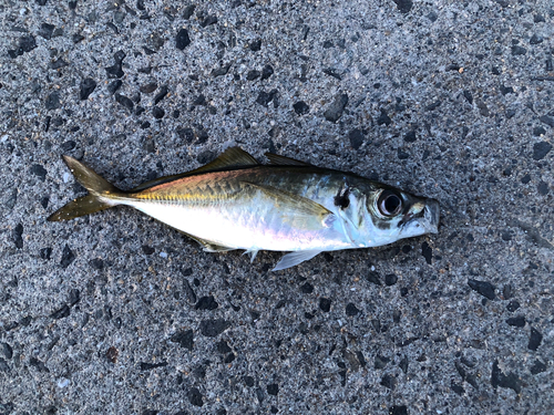 マアジの釣果