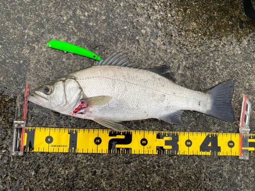 シーバスの釣果