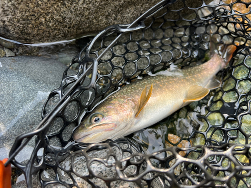 イワナの釣果